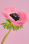 PINK ANEMONE CORONARIA ON A PINK BACKGROUND