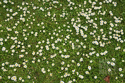 LAWN_WITH_DAISIES