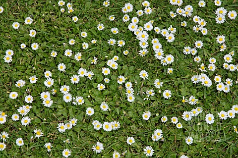LAWN_WITH_DAISIES