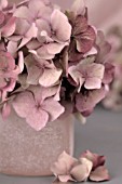 HYDRANGEA IN ROSY BROWN AND PINK VASE
