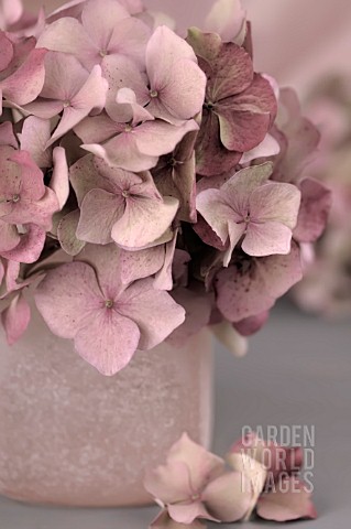 HYDRANGEA_IN_ROSY_BROWN_AND_PINK_VASE