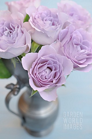 LILAC_ROSES