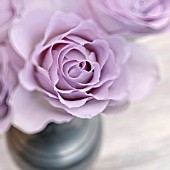 LILAC ROSES