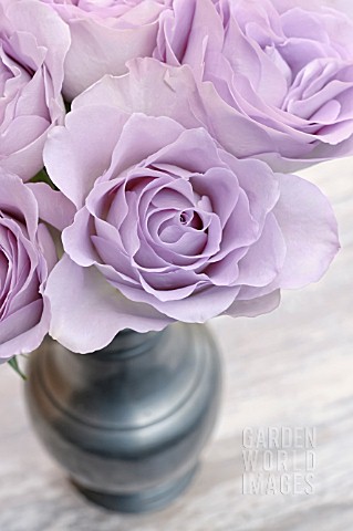 LILAC_ROSES