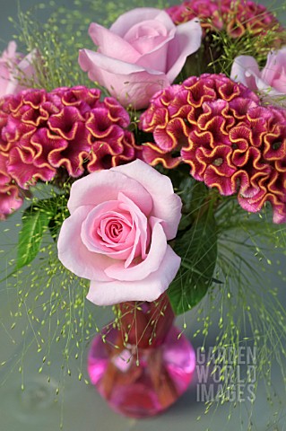 ROSES_AND_CELOSIA