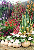 TROPICAL FLORA ON TRINIDAD AND TOBAGOS STAND AT HAMPTON COURT  WITH HELICONIAS, ORCHIDS, ALPINIAS, CURCUMA, GOURDS AND BUTTERNUT SQUASHES