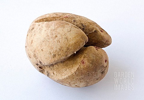 POTATO_VERITY_SHOWING_SPLITTING_OR_CRACKING__DURING_GROWTH