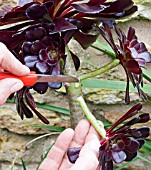 Aeonium arboreum Aeonium arboreum