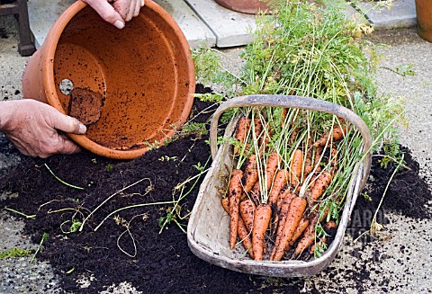 HARVESTING_POTGROWN_CARROTS_EMPTY_POT_WITH_CARROTS_IN_TRUG