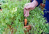 HARVESTING POT-GROWN CARROTS, PULLING THE FIRST CARROT.