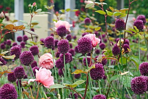 ALLIUM_SPHAEROCEPHALON_WITH_ROSA_BROTHER_CADFAEL