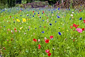 CORNFLOWERS, POPPIES AND OTHER ANNUALS GROWING IN NATURALISTIC MIXES AT THE RHS GARDEN, HARLOW CARR.