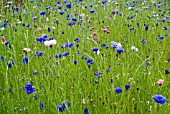 CORNFLOWERS SOWN AS A NATURAL MEADOW AT THE RHS GARDEN, HARLOW CARR.
