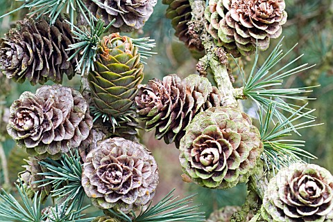 MATURE_AND_AGED_CONES_OF_COMMON_LARCH