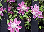 CLEMATIS JOSEPHINE GROWING THROUGH A BLACK PAINTED FENCE