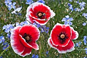 PAPAVER RHOEAS, SCARLET WITH WHITE PICOTEE, WITH PERENNIAL FLAX, LINUM PERENNE