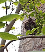 A SWARM OF BEES BEGINNING TO GATHER IN A MAGNOLIA TREE