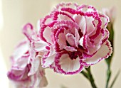 DIANTHUS GRANS FAVOURITE CLOSE-UP OF FLOWERS