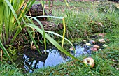 SMALL WILDLIFE POND IN GRASS WITH FALLEN APPLES