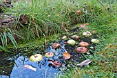 SMALL WILDLIFE POND IN GRASS WITH FLOATING APPLES