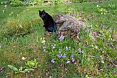 CAT IN THE WOODLAND GARDEN AT WAKEFIELDS