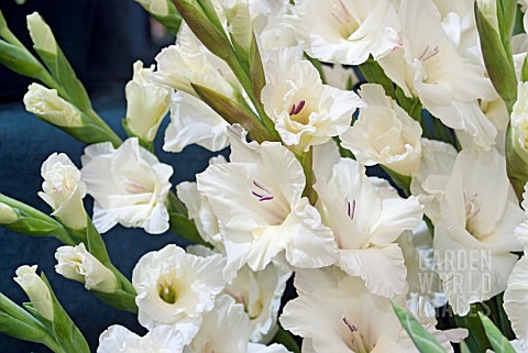 GLADIOLUS_IVORY_PRISCILLA