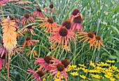 ECHINACEA ARTS PRIDE WITH KNIPHOFIA, COREOPSIS AND GRASSES