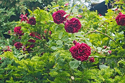 ROSA_GUINEE_GROWING_OVER_A_TAXUS_YEW_TREE