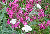 RED CAMPION, SILENE DIOICA, WITH ACHILLEA FOLIAGE