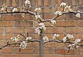 PEAR TREE ESPALIER TRAINED ON A WALL, DETAIL SHOWING PRUNING CUTS AND BLOSSOM