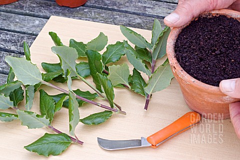 PROPAGATING_FROM_SEMIRIPE_CUTTINGS__SHOOTS_GATHERED__READY_FOR_PREPARATION