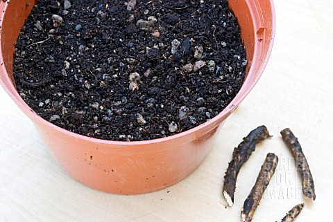 PROPAGATING_FROM_ROOT_CUTTINGS__CUTTINGS_PREPARED_AND_POT_FILLED_WITH_GRITTY_COMPOST