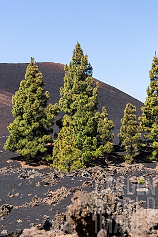 PINUS_CANARIENSIS_CANARIAN_PINE_TREES_GROWING_NEXT_TO_CHINYERO_MOUNTAIN_SCENE_OF_THE_MOST_RECENT_ERU