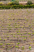 VINEYARD WITH FRESH GROWTH ON OLD VINES, TENERIFE