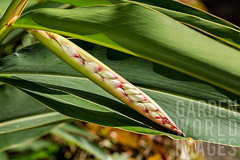 ALPINIA_GINGER_FLOWER_BUD_ABOUT_TO_OPEN_TENERIFE