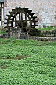 Garden World Images - Search - Aquatic Garden World Images - Search - Aquatic