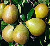 PYRUS COMMUNIS BEURRE HARDY, (PEAR BEURRE HARDY)