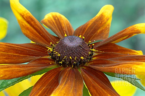 RUDBECKIA