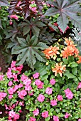 Hot Summer Annuals