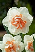NARCISSUS PINK CHAMPAGNE, (DAFFODIL PINK CHAMPAGNE)