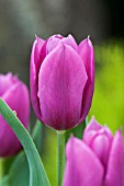 Tulipa Lilac Cup