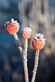 FROSTED ROSE HIPS