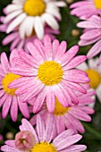 ARGYRANTHEMUM FRUTESCENS FROSTED PINK
