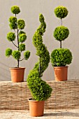 CUPRESSUS MACROCARPA GOLDCREST MIX (CLOUD, SPIRAL AND POM POM STANDARD TOPIARY FORMS)