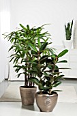 HOUSEPLANT MIX WITH FICUS AND RHAPIS