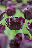 Tulipa Paul Scherer
