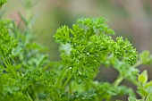 PLANTING A HERB CONTAINER - PARSLEY