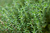 PLANTING A HERB CONTAINER - THYMUS