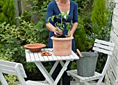PLANTING A TOMATO PLANT - STEP-BY-STEP