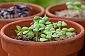 HERB SEEDLINGS IN CONTAINER